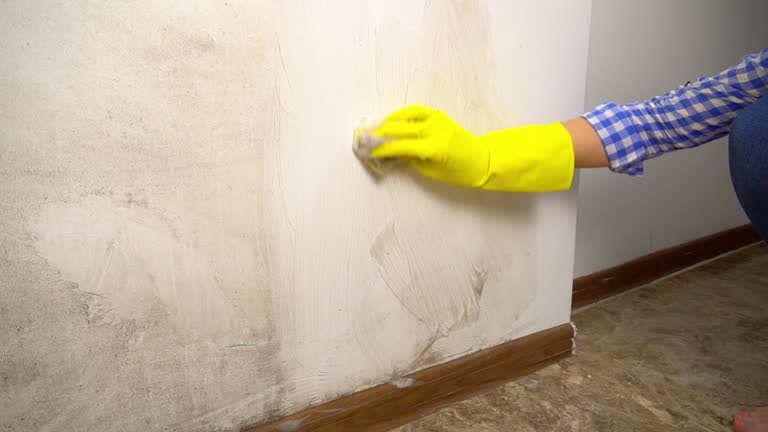 Escanaba, MI Mold Inspection, Removal & Remediation Company